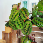 Maranta leuconeura RED STRIPE monjungle