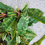 Philodendron RING OF FIRE S monjungle