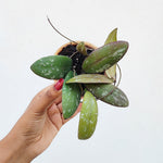 Hoya Ah100- Sigillatis Sp Round Leaves monjungle