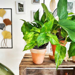 Epipremnum Aureum Marble Green monjungle