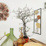 Corokia cotoneaster Koriko monjungle