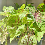 Caladium Miss Muffet monjungle