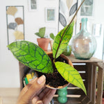 Hoya Callistophylla monjungle