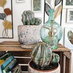 Euphorbia Horrida Alba monjungle