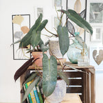 Philodendron Atabapoense L monjungle