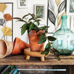 Hoya Rosita monjungle