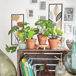 Syngonium BATIK, bouture de 3/4 feuilles monjungle