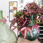 Pteris cretica Make UP Rose monjungle