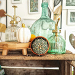 Cactus Astrophytum Asterias SUPER KABUTO monjungle