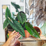 Alocasia Scalprum 3/5 feuilles monjungle