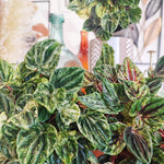 Peperomia Buenos Aires boutures monjungle