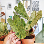 Rare Philodendron PARASIO VERDE, le plus demandé philodendron, Boutures enracinée de Philodendron monjungle