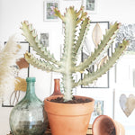 Euphorbia Lactea GHOST plante entière monjungle