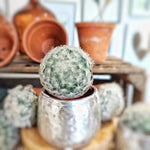 Mammillaria Plumosa monjungle