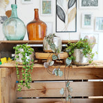 Lot de trois Strings of heart variegated, Strings of turtles et Strings of pearls monjungle