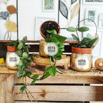 Hoya lot de trois, une bouture de hoya mathilde, hoya sigillatis et hoya krohniana splash monjungle