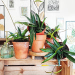 Hoya Minibelle avec la splash monjungle