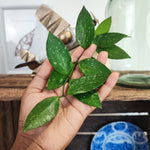 Hoya Memoria monjungle