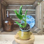 Epipremnum Godzilla monjungle