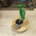 Alocasia Venusta bouture S monjungle