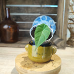 Alocasia Mélo bouture S monjungle