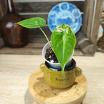 Alocasia Longiloba Silver S monjungle