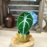 Alocasia Ninja bouture monjungle