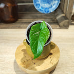 Alocasia Scalprum bouture S monjungle