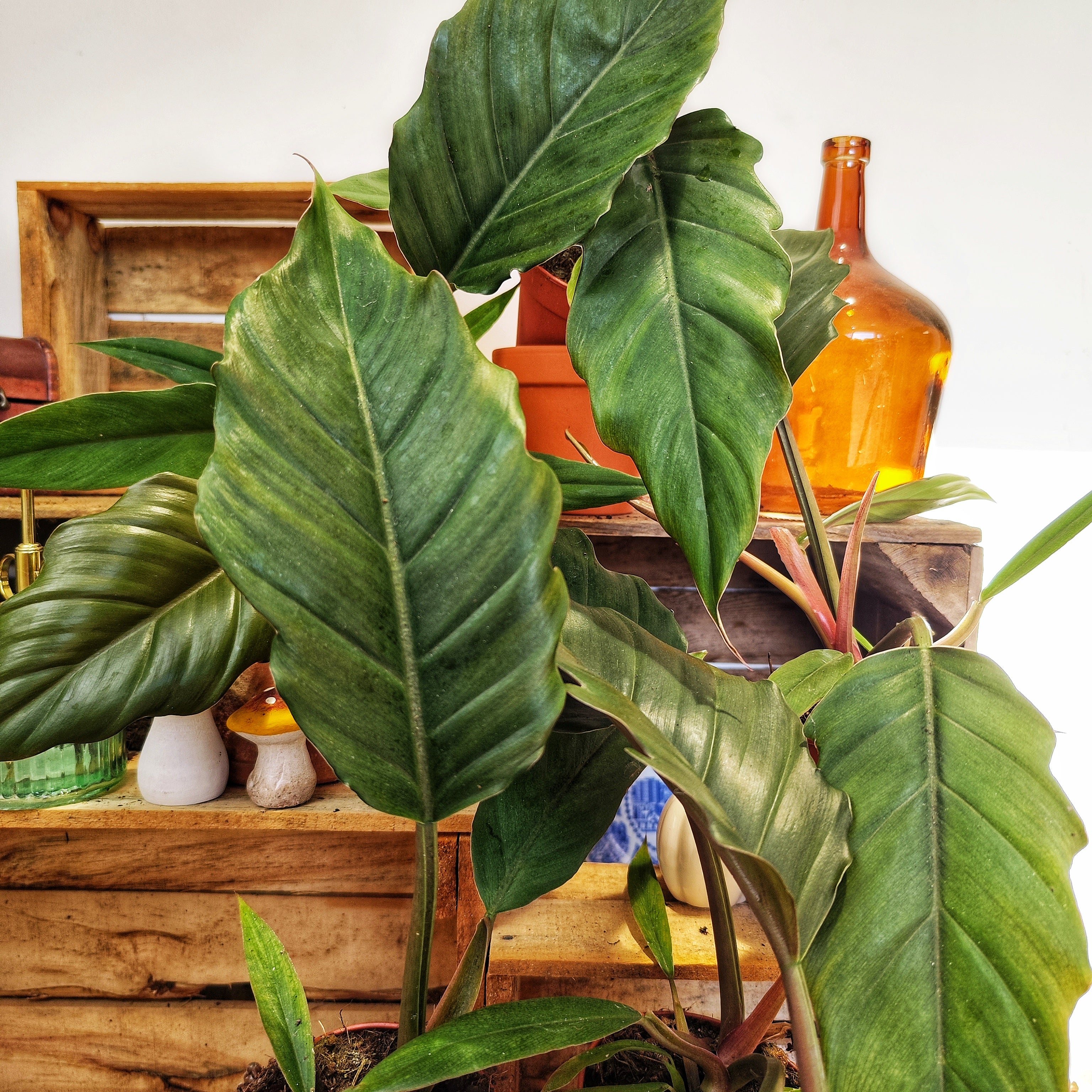 Bloomique Philodendron Choco Empress 2er Set - Luftreinigende Zimmerpflanzen 15-25cm