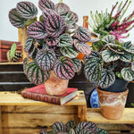 Peperomia Rosso - Compact plant with red and green leaves