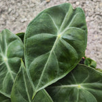 Alocasia Pink Dragon (s)