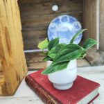 Scindapsus sp. Borneo – Feuillage rare argenté et facile à vivre