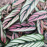 Calathea Ornata White (Nouvelle Variété)