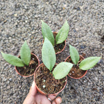 Hoya New Guinea Ghost