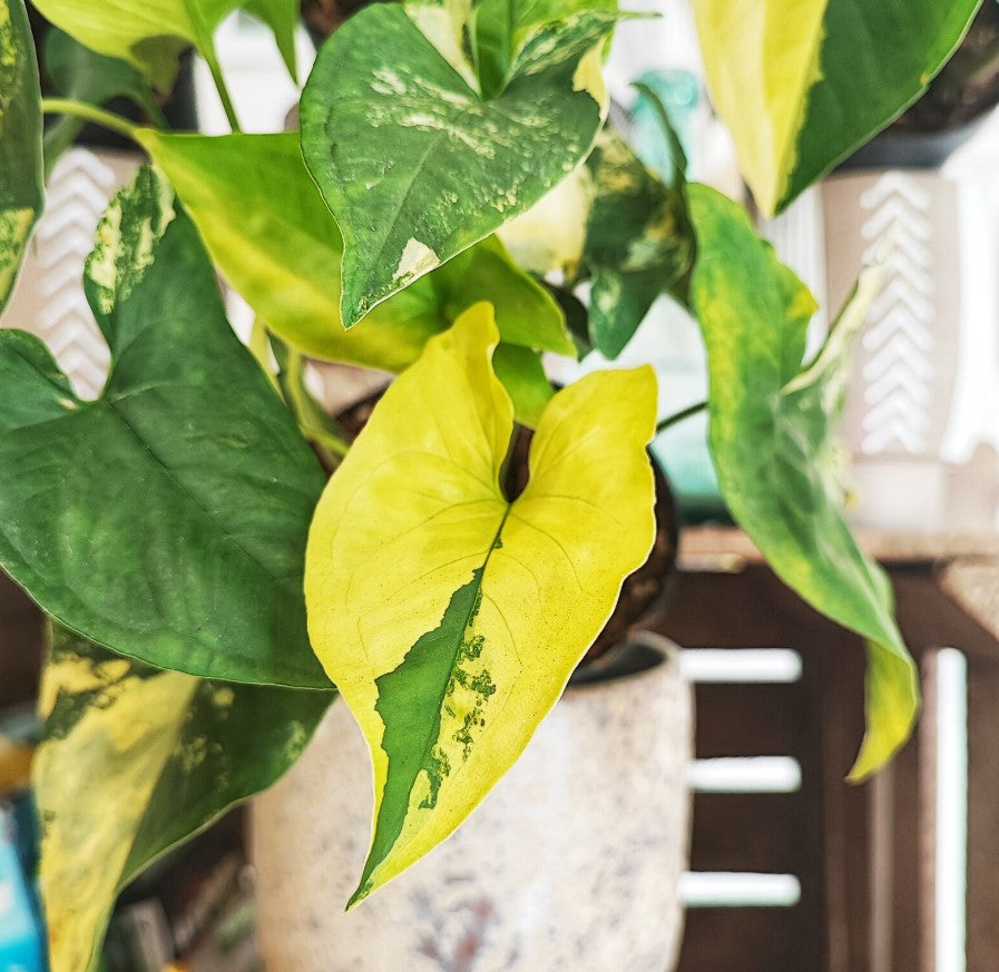 Syngonium Aurea Variegata
