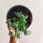 Albuca spiralis Frizzle Sizzle monjungle