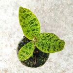 MACODES PETOLA monjungle