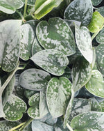 Scindapsus Silvery Anne monjungle
