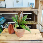 Hoya publicalyx splash monjungle