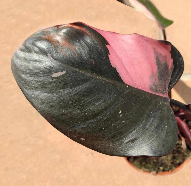 philodendron bipinnatifidum burgundy Philodendron Burgundy Princess purple foliage – Monjungle