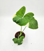 Alocasia Xanthosoma Micky Mouse monjungle