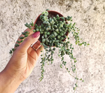 String of Tears (Senecio herreianus) – Plante retombante originale et facile