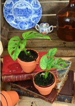 Monstera Adansonii Leichtlinii Indonesian Mint S monjungle