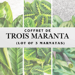 Coffret de Trois Maranta - Lot de Plantes Intérieures Rares & Faciles d'Entretien monjungle