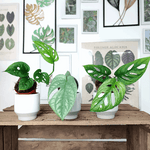 Monstera Adansonii MINT, Amydrium Medium SILVER, Monstera ESQUELATO monjungle