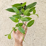 Orchidée Vanilla 'Planifolia' monjungle