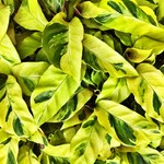 Calathea Yellow Fusion monjungle