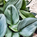 Scindapsus TREUBII MOONLIGHT - boutures de Scindapsus treubii 3 feuilles minimum- Rare scindapsus pothos argent monjungle