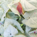 SYNGONIUM milk confetti M monjungle