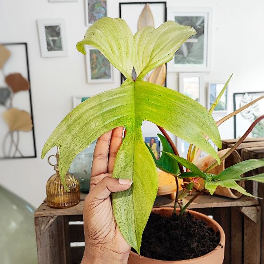 philodendron changing leabes Philodendron Florida Ghost – Changing leaves – Monjungle